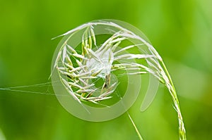 Invertebrate portrait spider lair