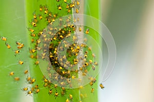 Invertebrate portrait spiderlings photo