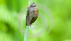 Invertebrate portrait wetland snail