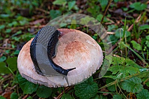 Invertebrates in their natural environment. Macro photography.