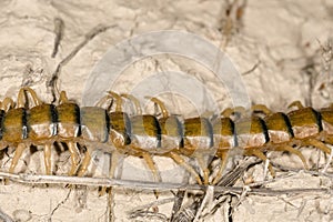 Invertebrates in their natural environment. Macro photography.