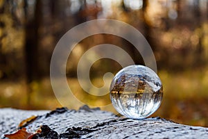 Inverted autumn view in a crystal ball. On a fallen birch tree lies a crystal ball with a reflection of the autumn forest.