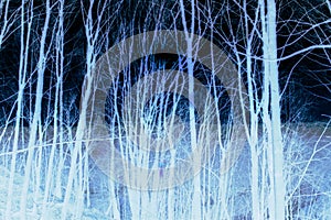 Inverted illustration of tree trunks on dark background