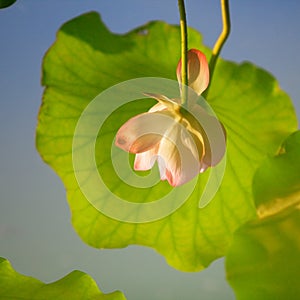 Inverted image of lotus flower and leave