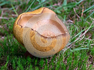 Inverted Mushroom - Image