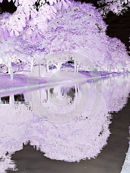 Inverted picture tree over river