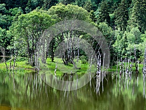 Inverted reflection in water