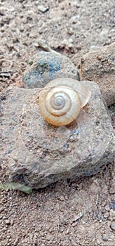 The invertibrate animal is snail.