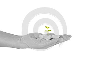 Investment concept with young plant and coins