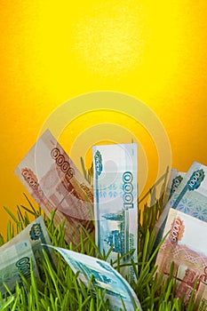 Investment growth: russian ruble bills in green grass