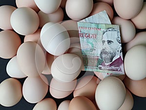 investment in organic egg with uruguayan money for healthy food