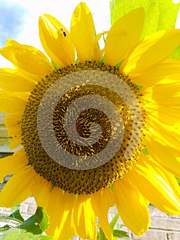 Invigorating sunflower