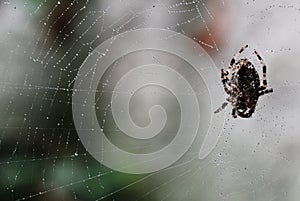 Spiders net photo