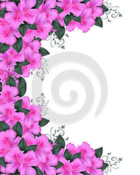 Invitation Border Pink Azaleas photo