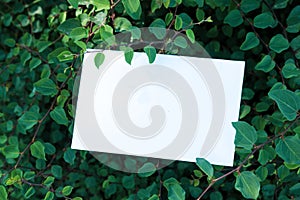 Invitation card, greeting card mockup. Blank white card framed by thick vegetation in the sunlight. Freshness and luxuriant nature
