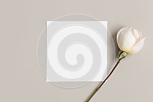 Invitation square card mockup with a rose on a beige table