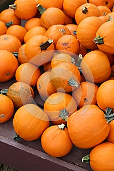 Inviting background of bright orange pumpkins on table at farmers market