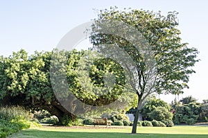 Inviting Bucolic Park Scene