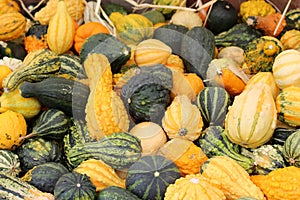 Inviting Fall image of several small colorful gourds on table at holiday market