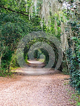 Inviting gravel path through a tunnel of lush greenery and spanish moss at Jungle Gardens, Avery Island, Louisiana