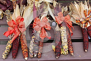 Inviting image of Indian Corn bunched together and tied with bright ribbon