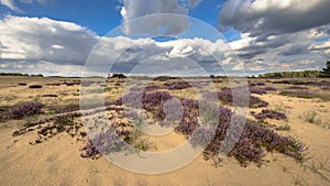 Inviting landscape scene of heathland