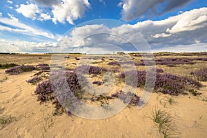 Inviting landscape scene of heathland