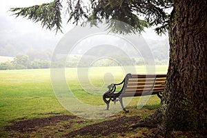 Inviting Bench Beneath A Tree in A Park photo