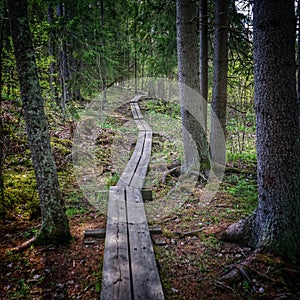 Inviting path deep in the peaceful forest