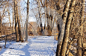 Inviting Path Through Snow With Fence Shadows