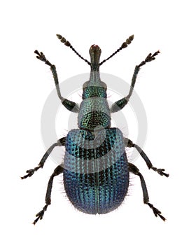 Involvulus caeruleus