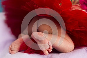 Tiny legs, feet and toes of newborn baby girl wearing red or crimson fluffy skirt made of tulle
