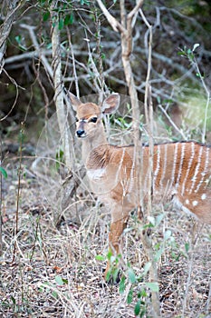 Inyala in the bush