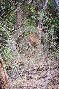 Inyala in trees