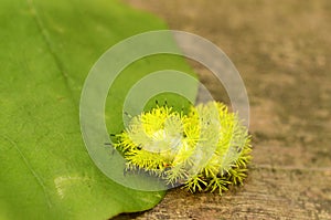 IO caterpillar investigates a RedBud leaf to eat