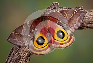 IO Moth