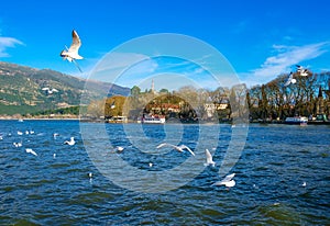 Ioannina city in Greece. View of the lake and the mosque of Aslan Pasa cami with seagulls and swans. photo