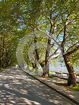 ioannina city lake area with platanus trees on ring road of lake pamvotis greece