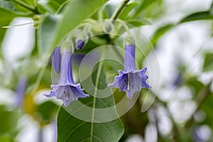 Iochroma australe small flowering shrub, small long bell flowers on branches photo