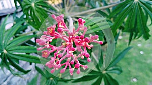 Iodine flowers bloom and are beautiful and can be used as medicine to heal wounds