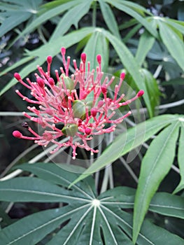 Iodine plant & x28; betadine & x29; which has red flower