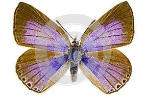 Iolana iolas (Iolas Blue)