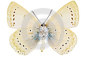 Iolana iolas (Iolas Blue)