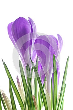 Iolet spring crocus