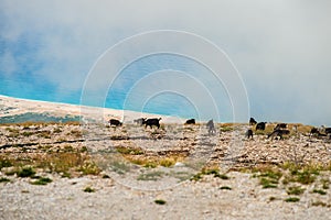 Ionian mediterranean sea coast landscape of Southern Albania view from top of Llogora mountain national park