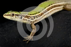 Ionian Wall Lizard Podarcis ionicus