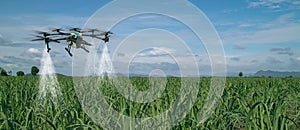 Iot smart agriculture industry 4.0 concept, drone in precision farm use for spray a water, fertilizer or chemical to the field,