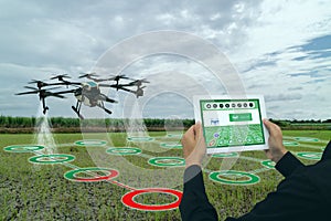 Iot smart agriculture industry 4.0 concept, drone in precision farm use for spray a water, fertilizer or chemical to the field,