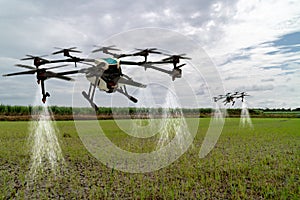 Iot smart agriculture industry 4.0 concept, drone in precision farm use for spray a water, fertilizer or chemical to the field,