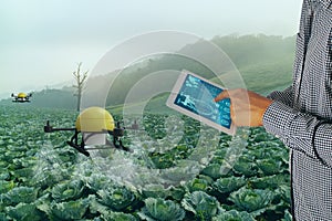 Iot smart agriculture industry 4.0 concept,Farmer use  drone in precision farm use for spray a water, fertilizer or chemical to